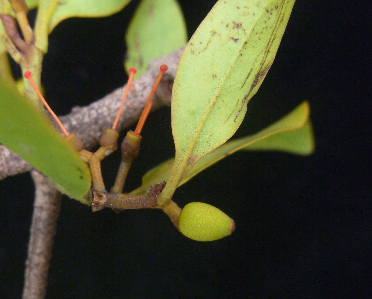 Helixanthera