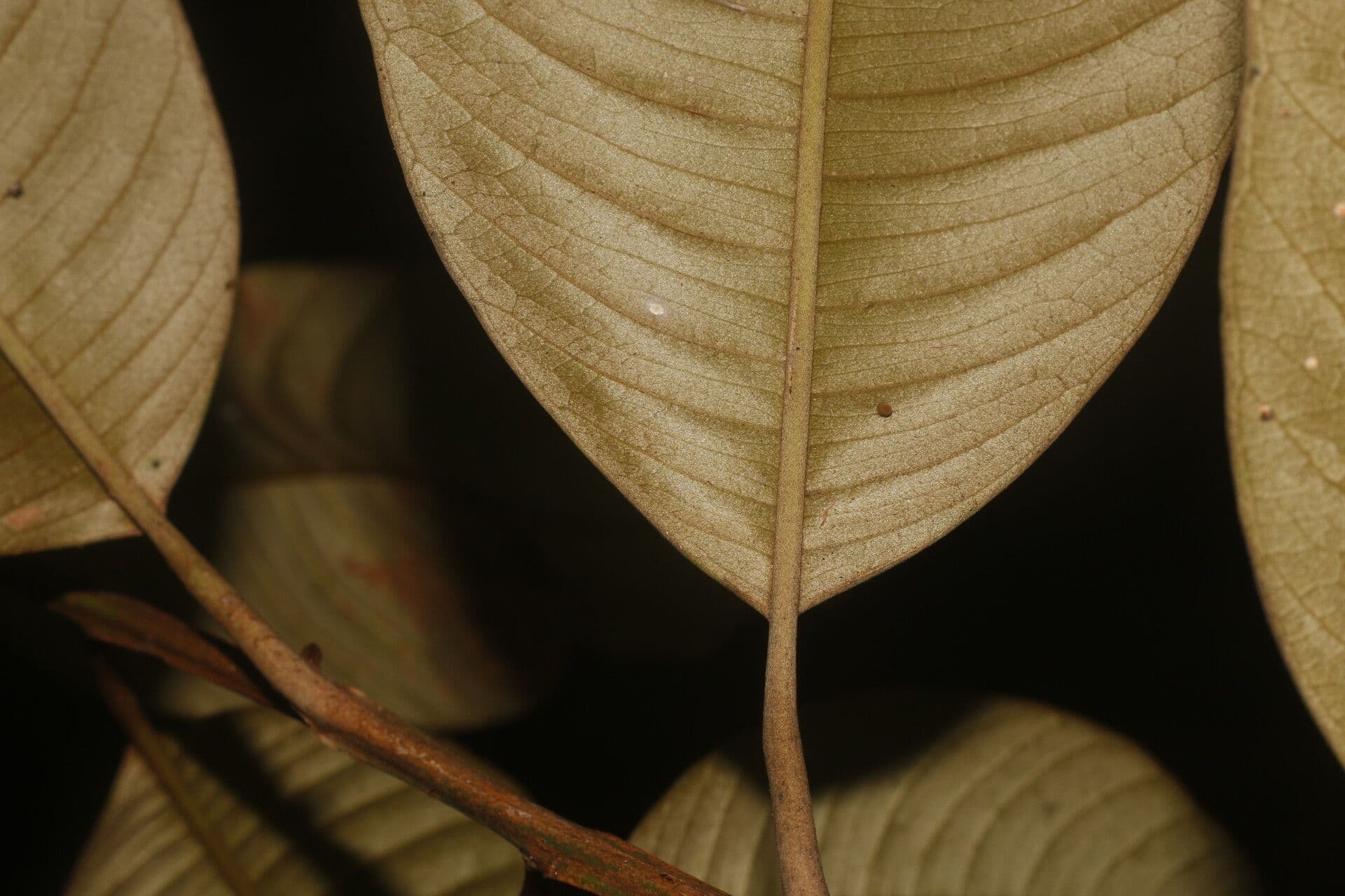 Micropholis 4