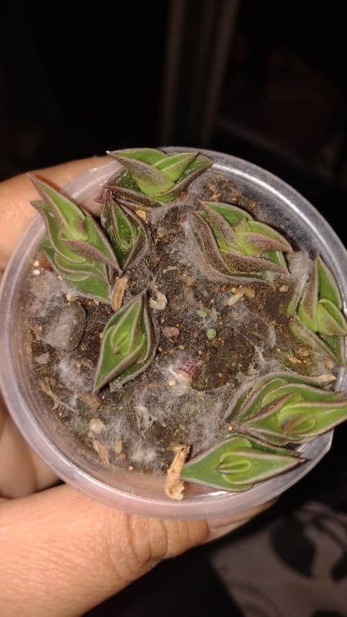 Callisia 10