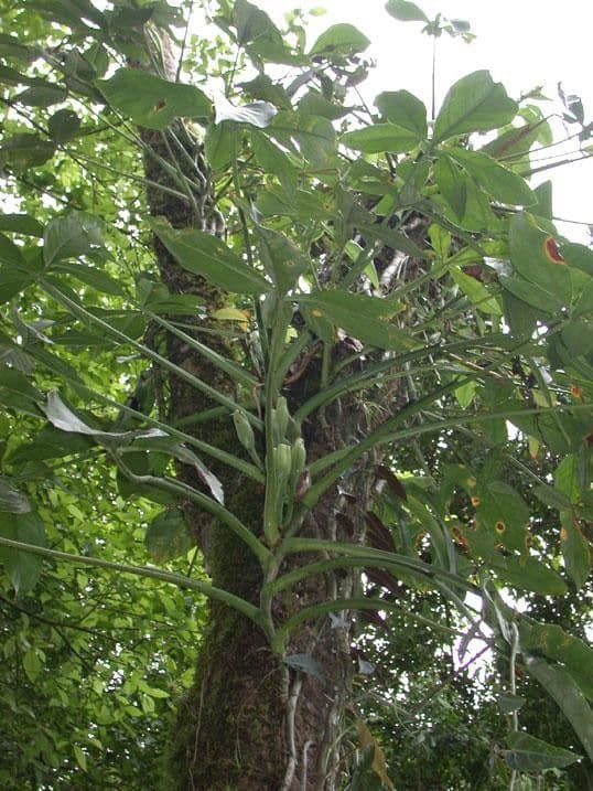 Syngonium 8