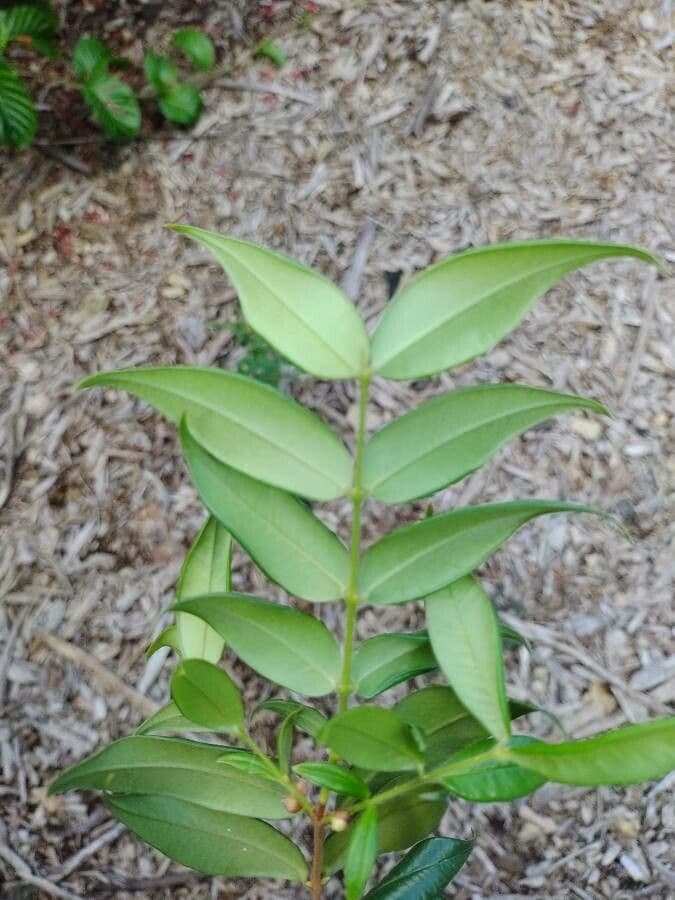 Myrciaria 5