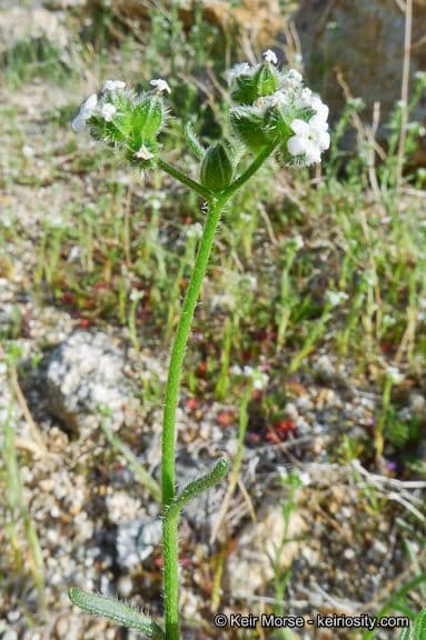 Cryptantha pterocarya 12