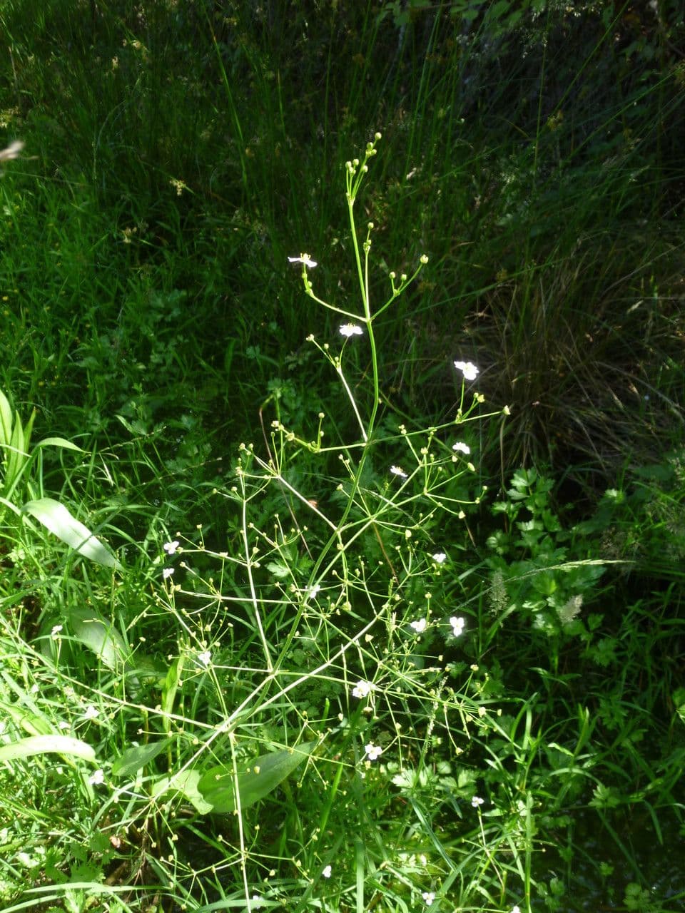 Alisma lancéolé 13