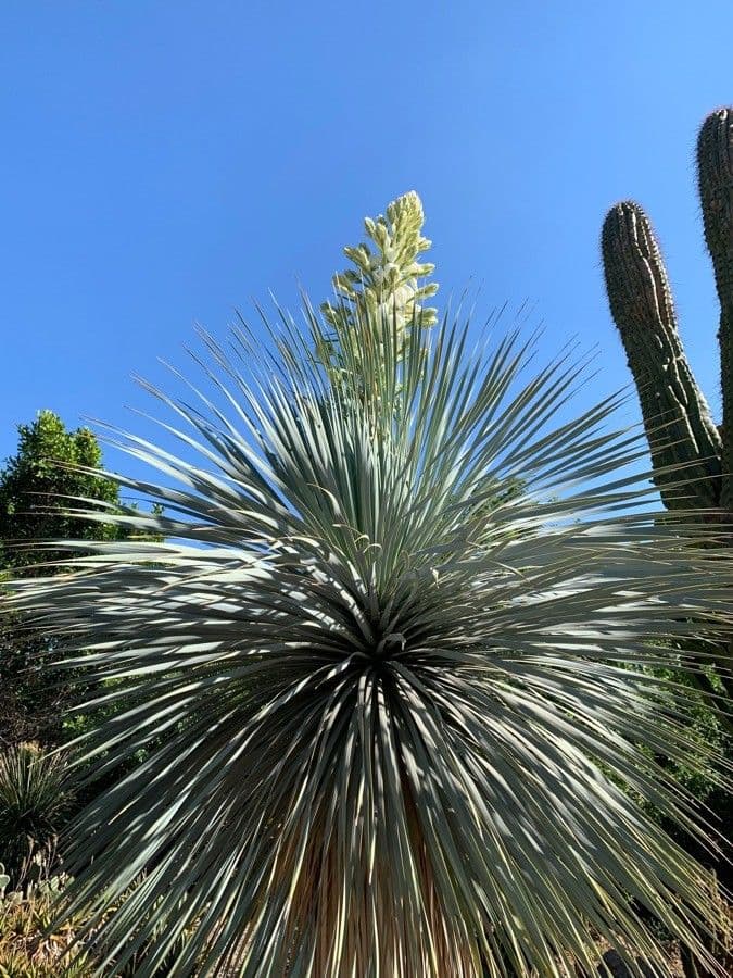 Yucca alta 8