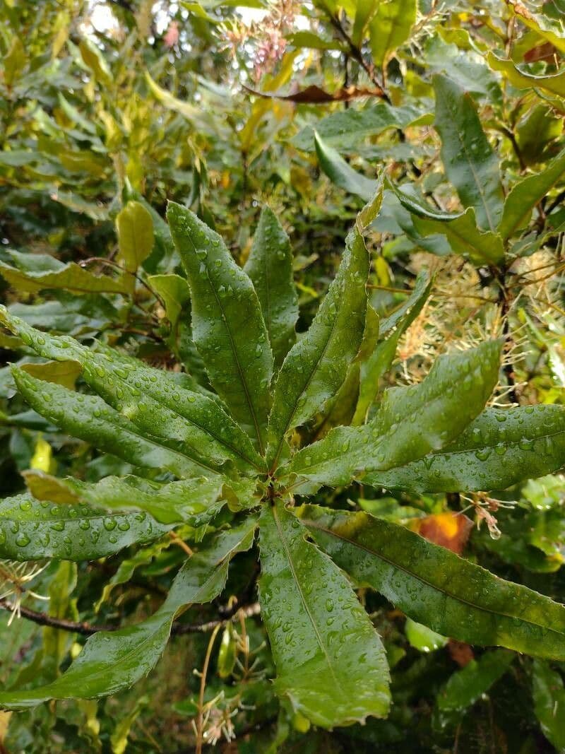Noce di macadamia 9