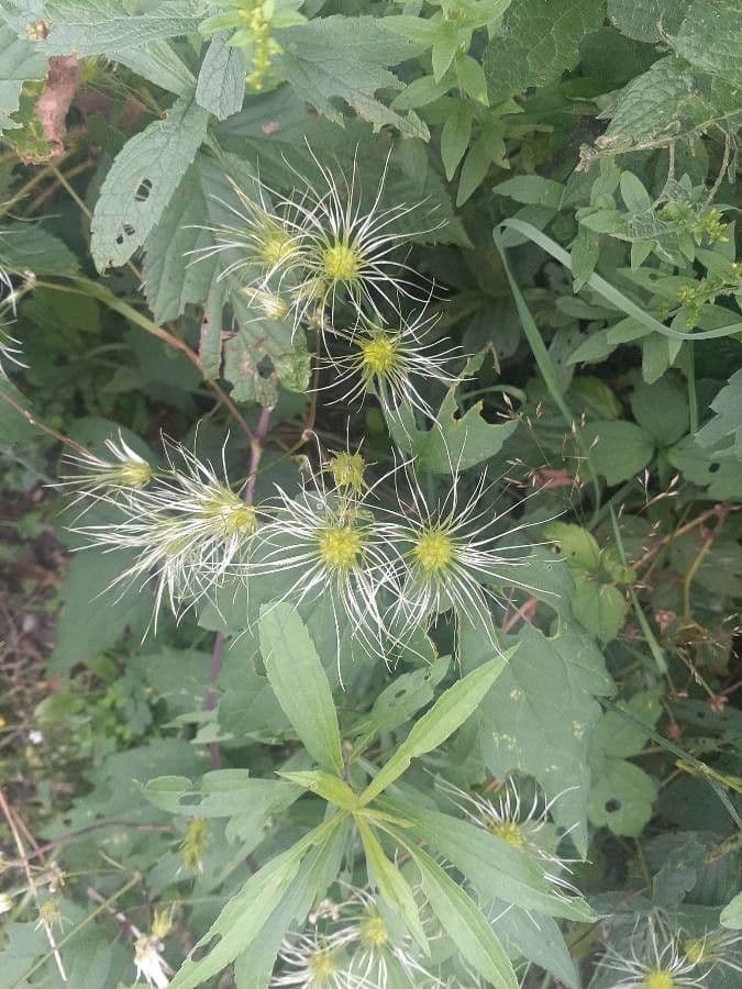 Clematide virginiana 4