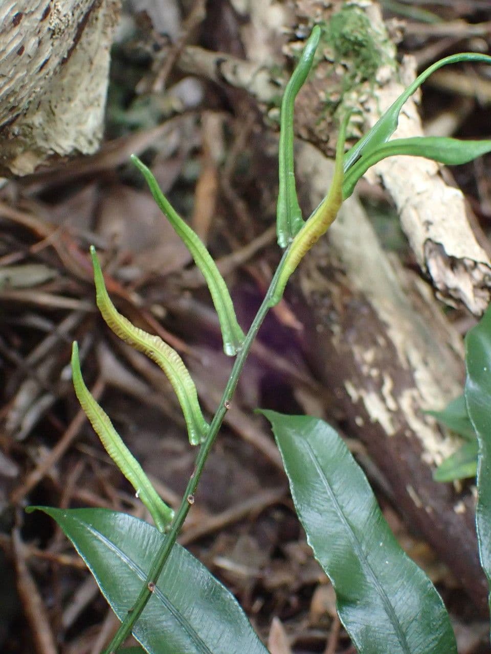Lomariopsis 2