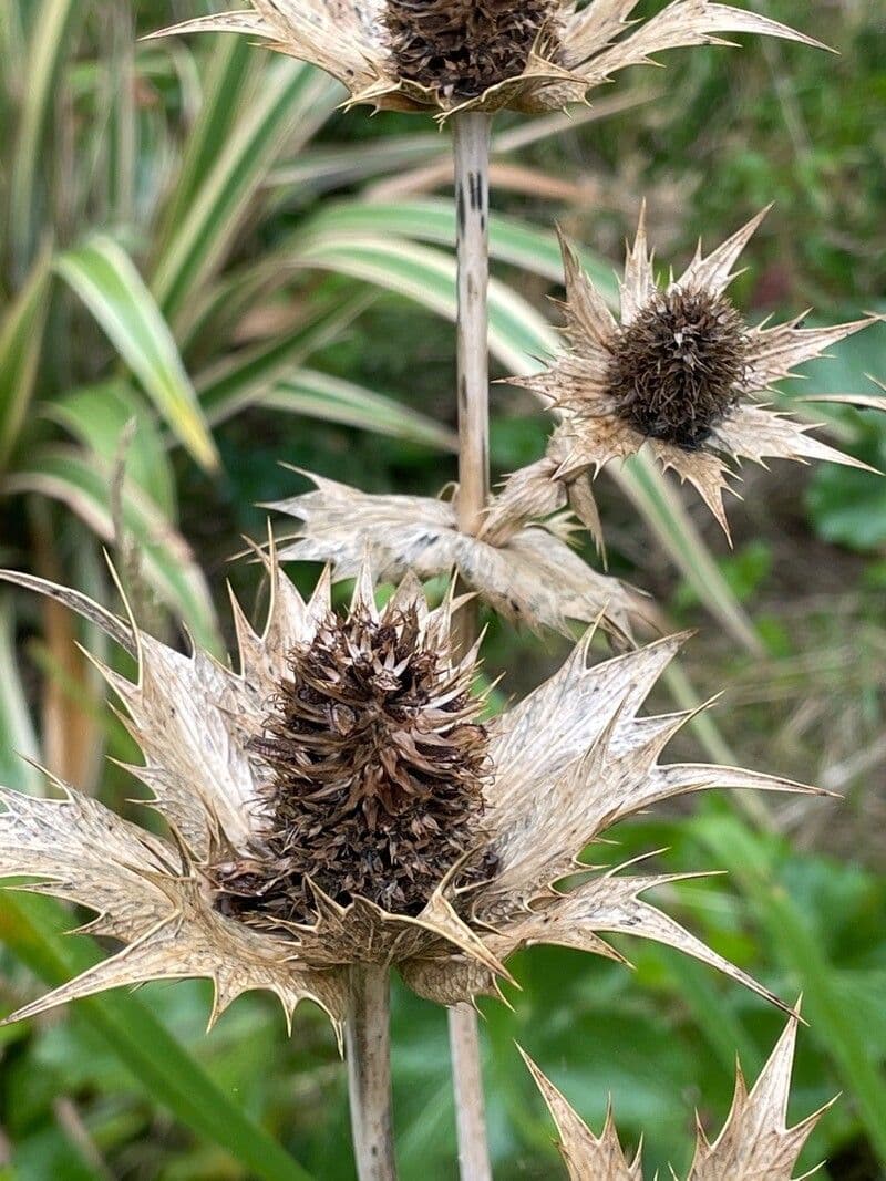 Panicaut géant 3