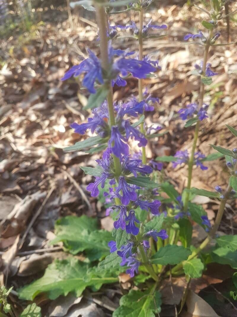 Ajuga australiana 2