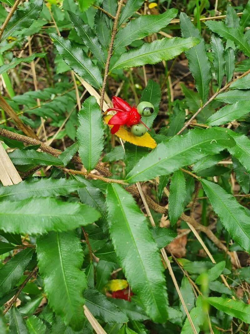 Ochna serrulata 5