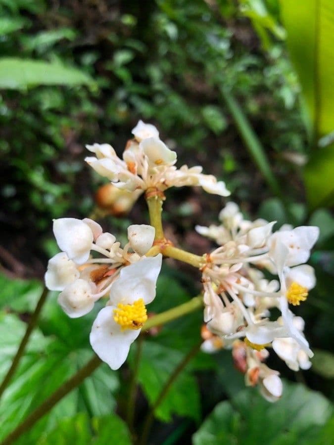 Ardisia 9