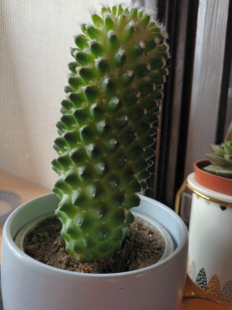 Mammillaria 9