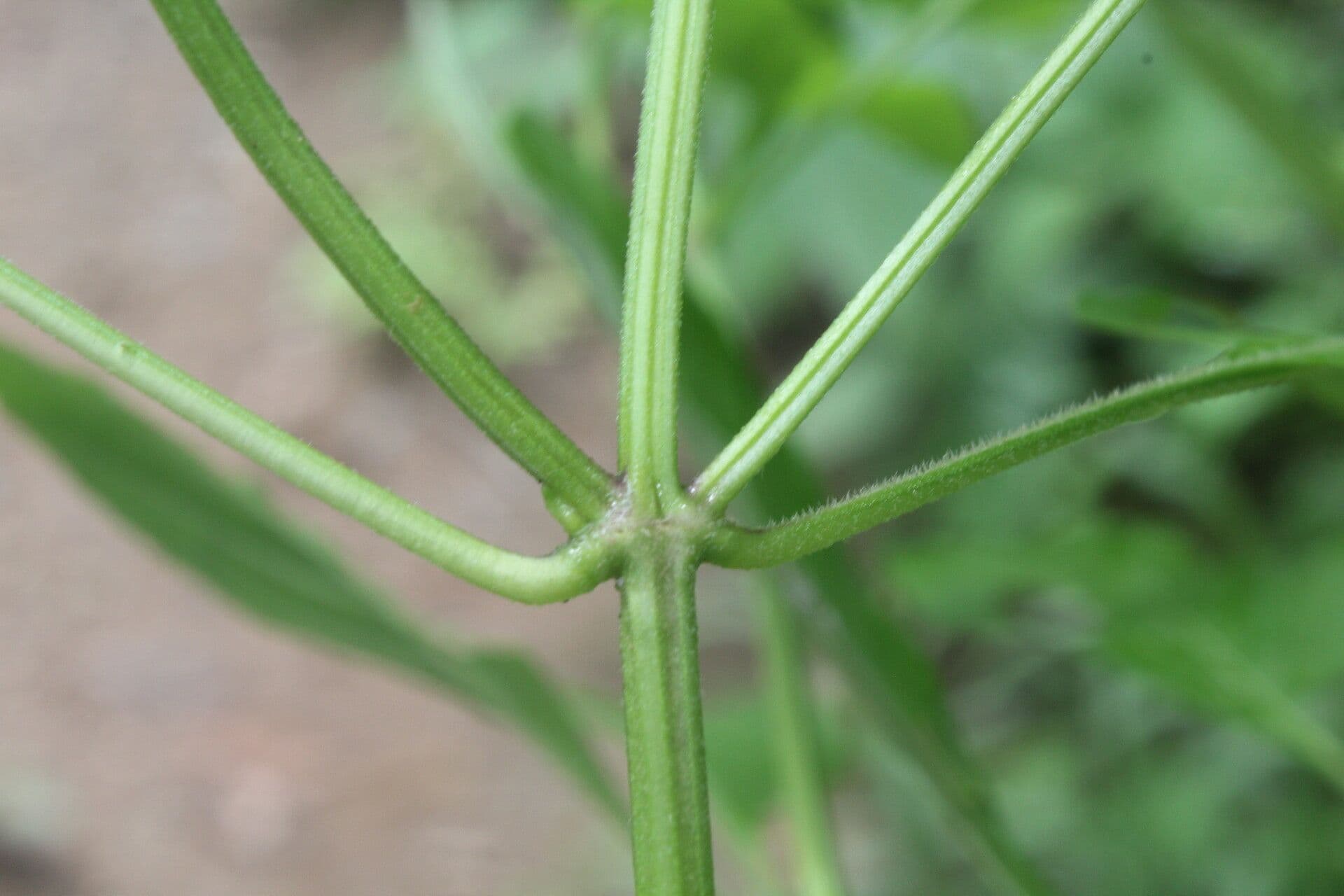 Basilico minore 21