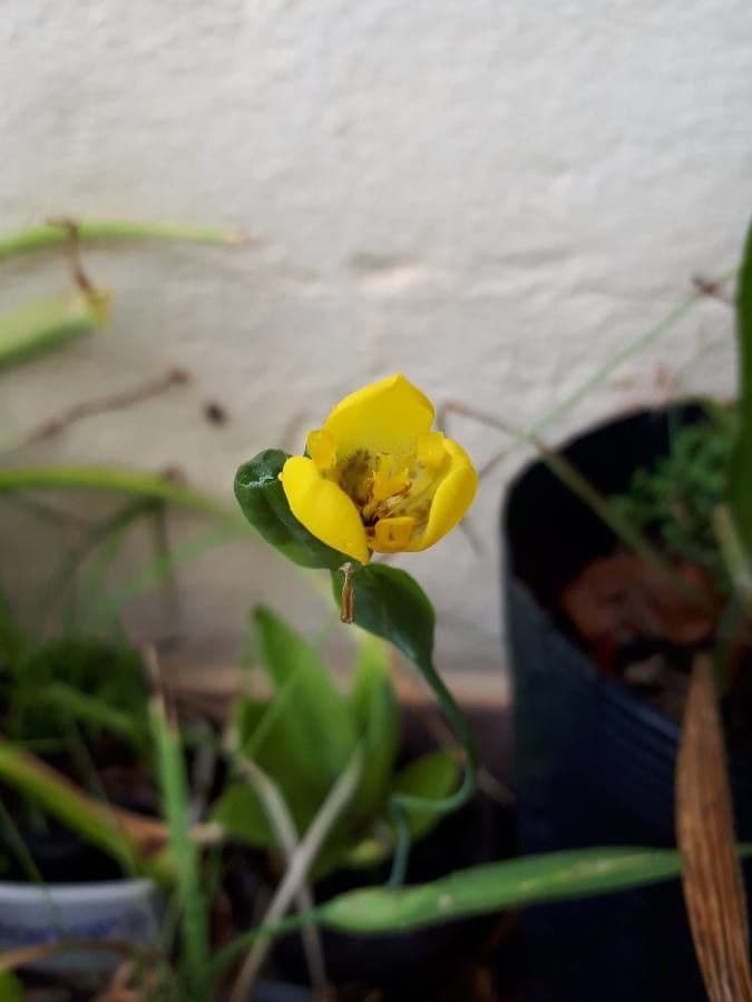 Cipura 5