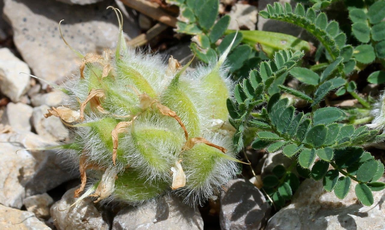 Astragalo ipoglottide 2