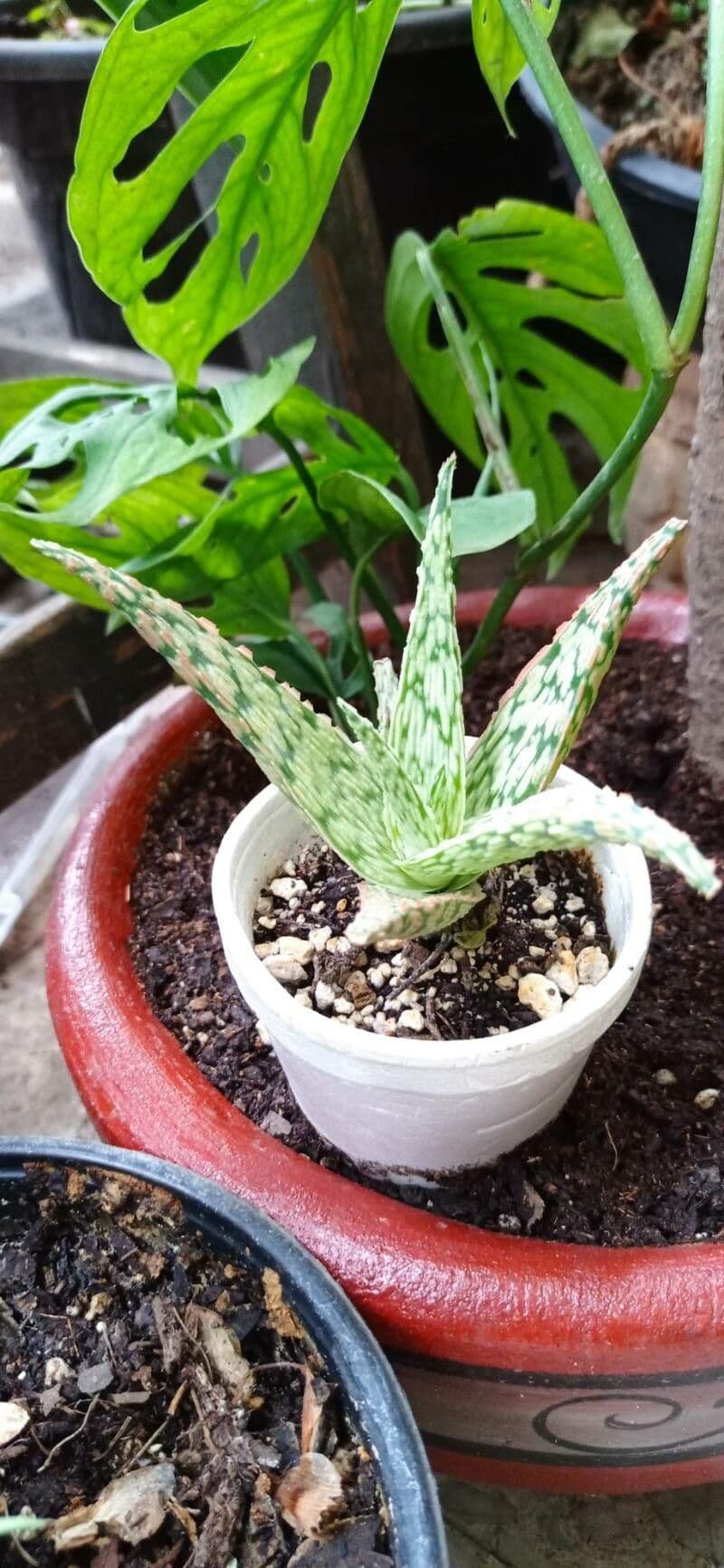 Aloe rauhii 10