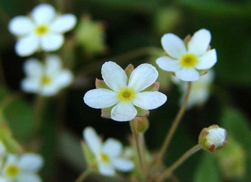 Androsace umbellata 2
