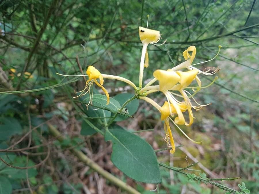 Wald-Geißblatt 19