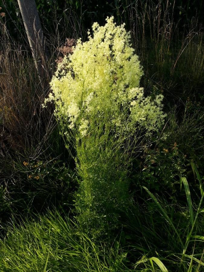 Thalictrum lucidum 8