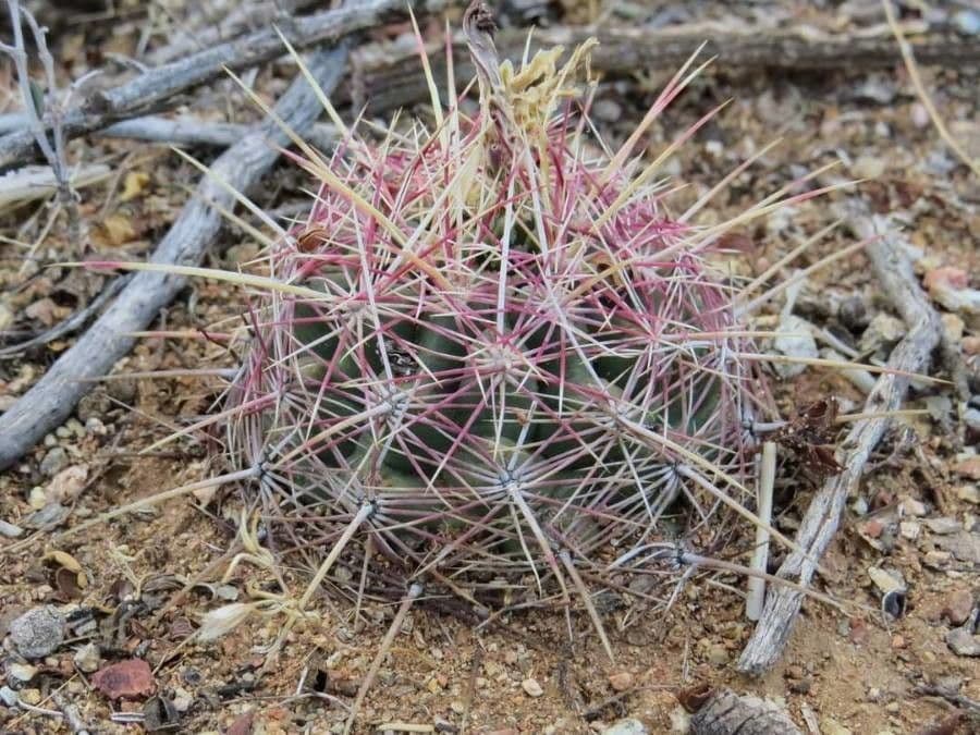 Thelocactus bicolor 9