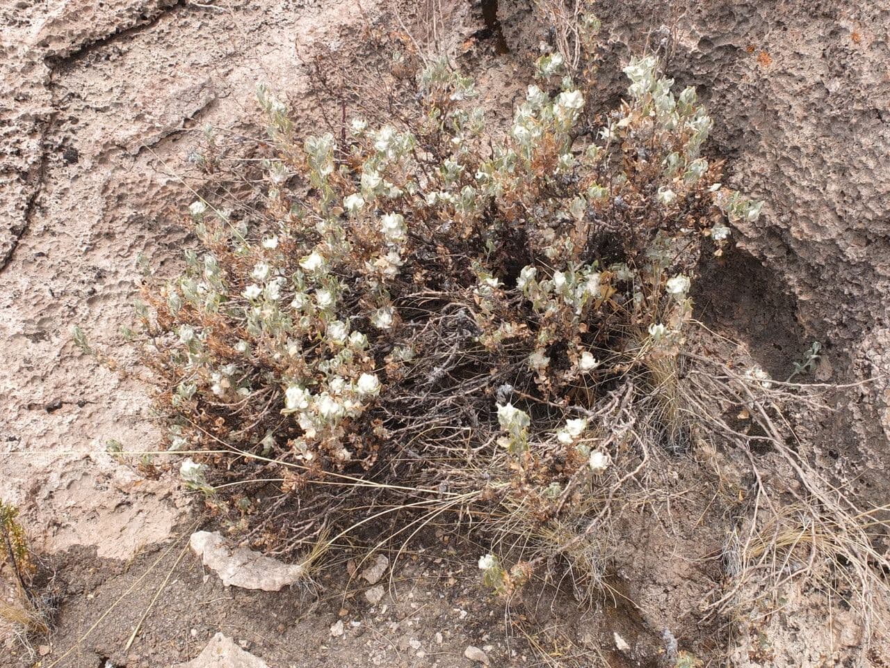 Chersodoma 7