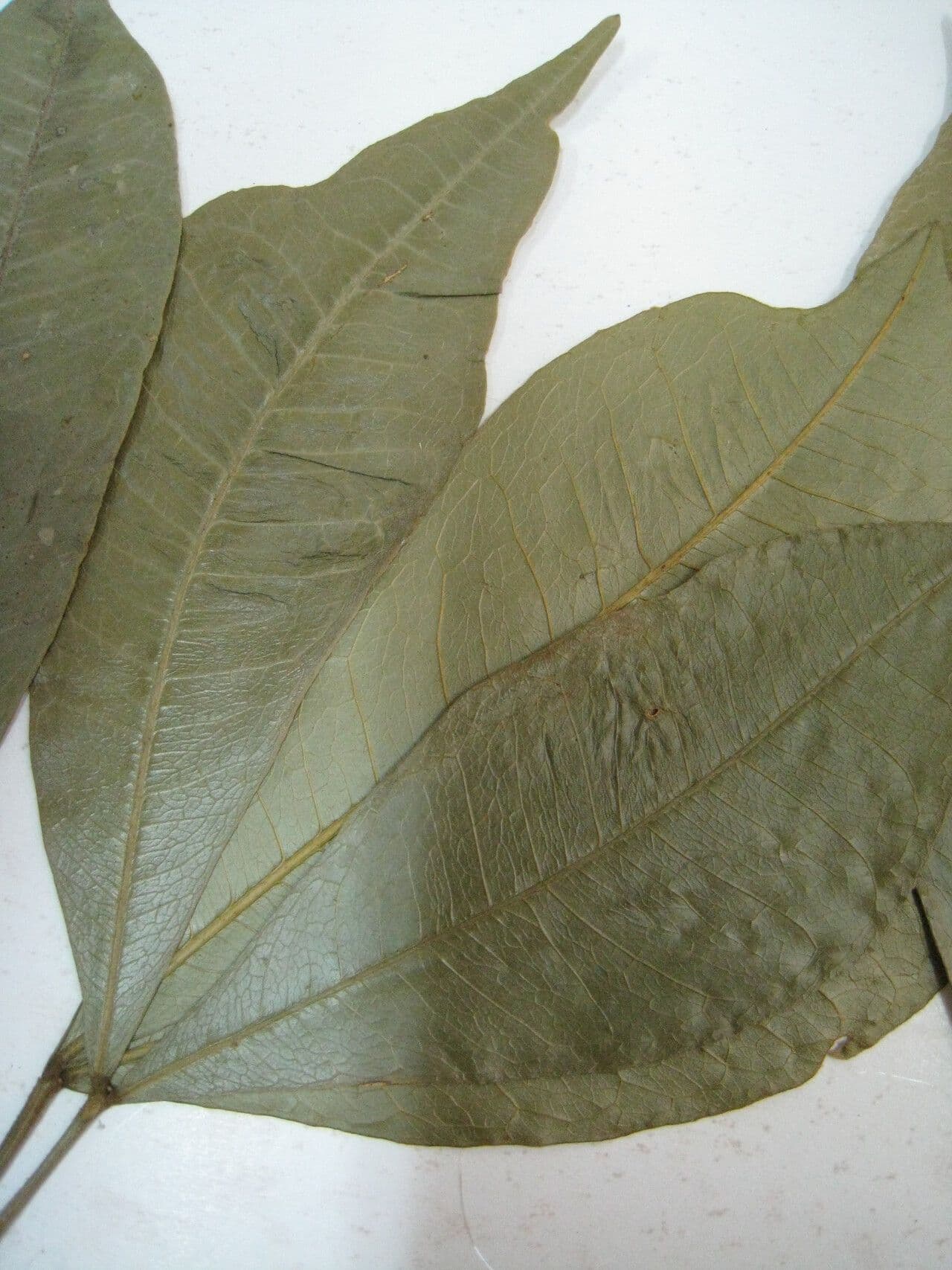 Jupunba 4