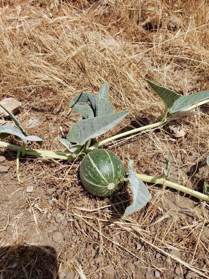 Zucca fetida 5