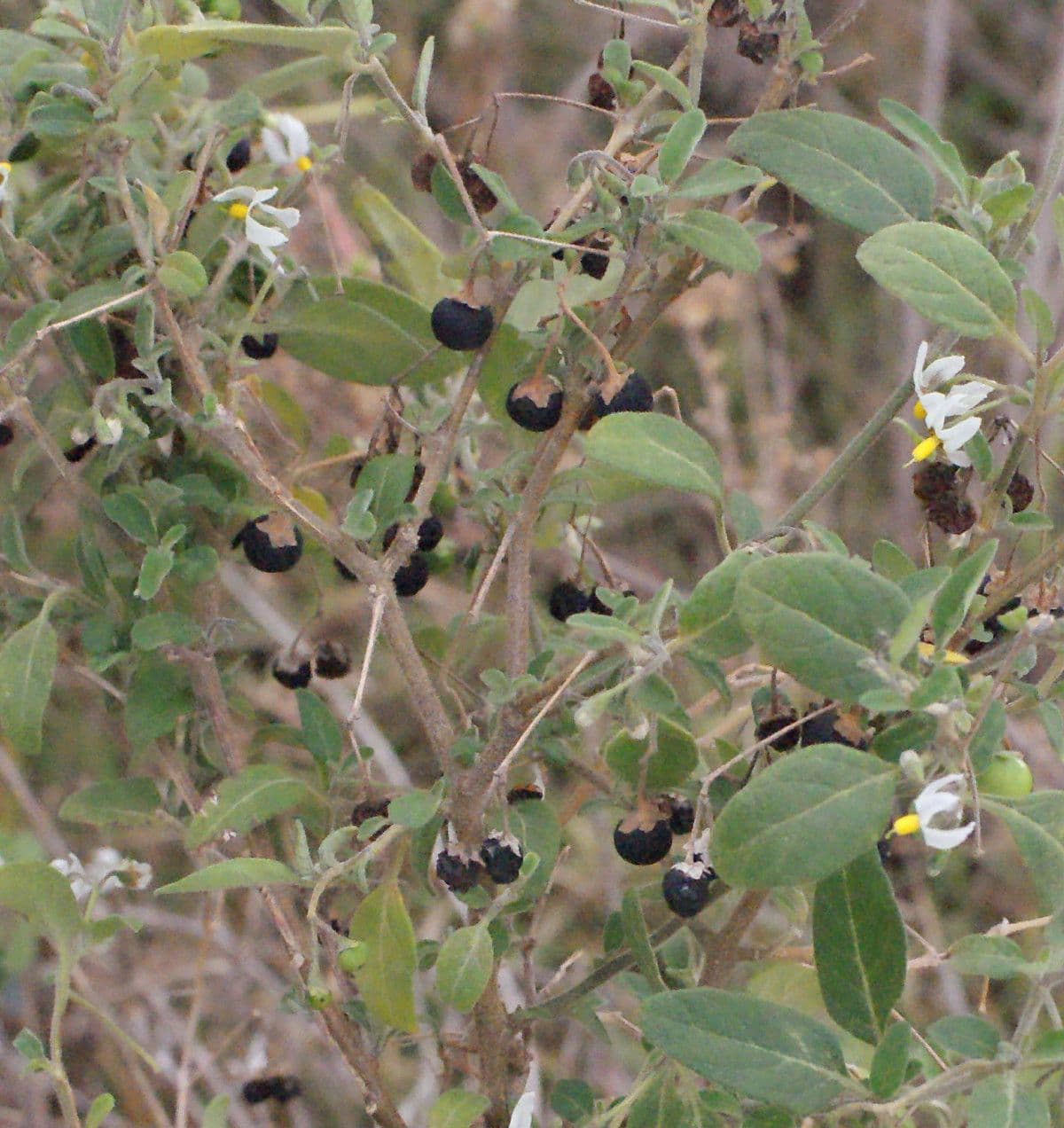 Solanum chenopodioides 12
