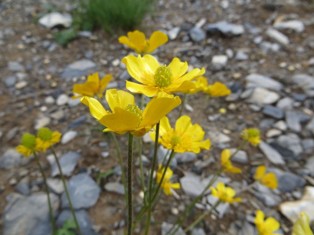Ranunculus aduncus 7