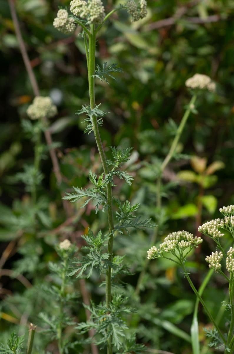 Achillea ligustica 15