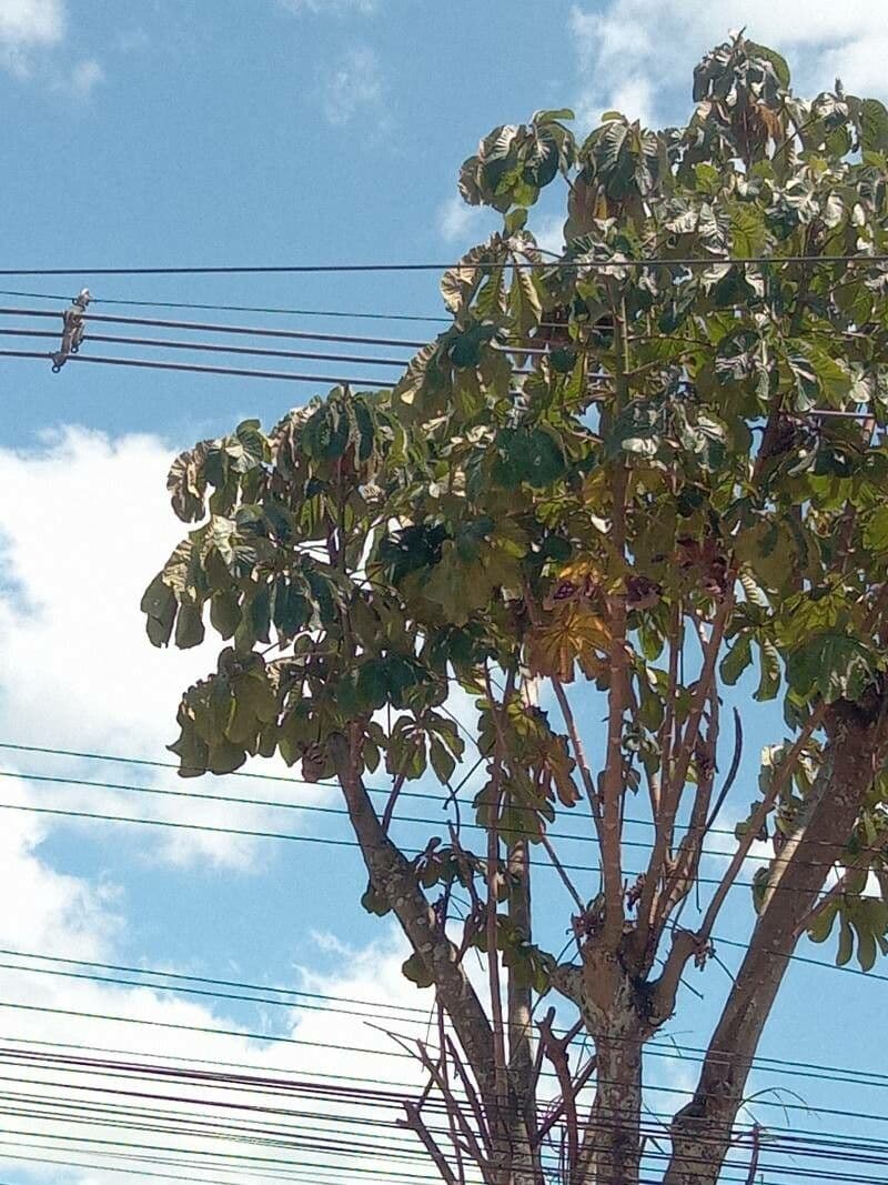 Cecropia 13