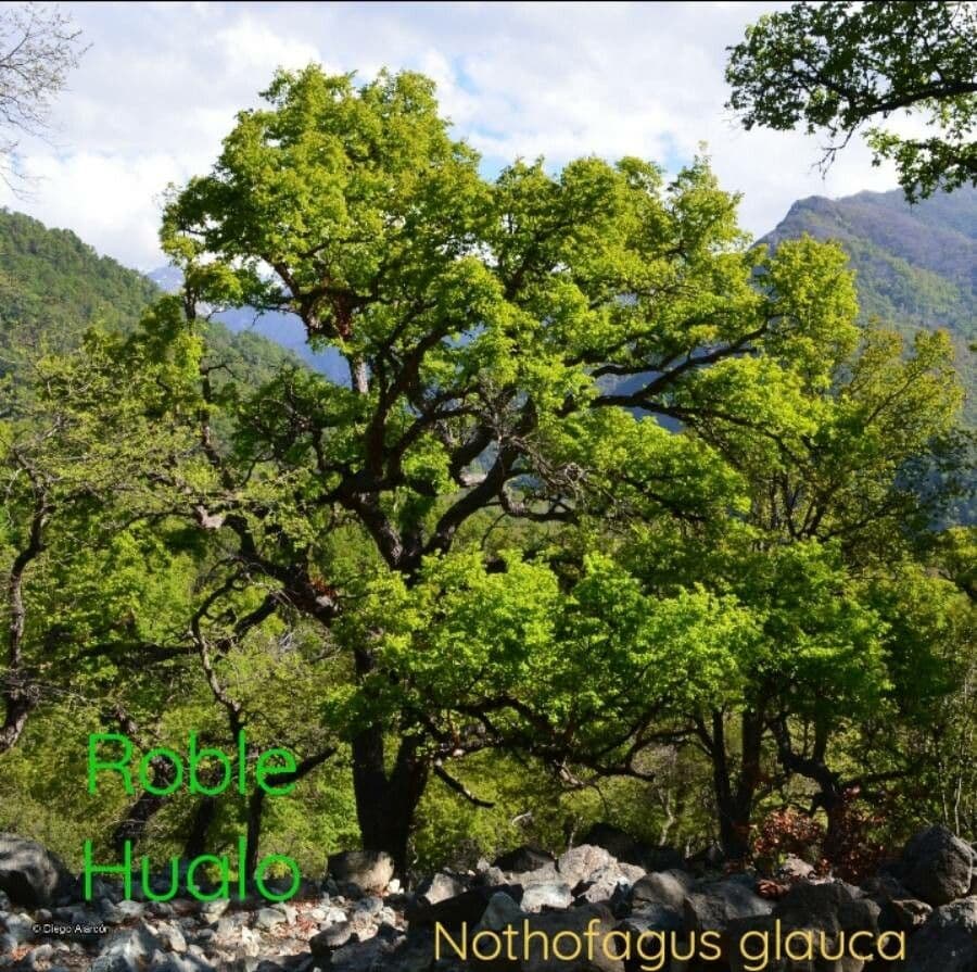 Nothofagus