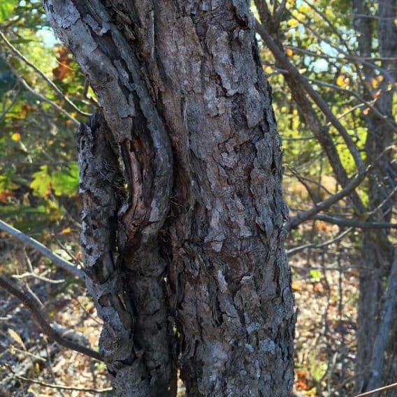 Seifenbaum 23