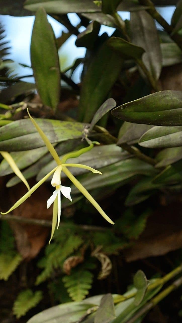 Orchidée nocturne 11