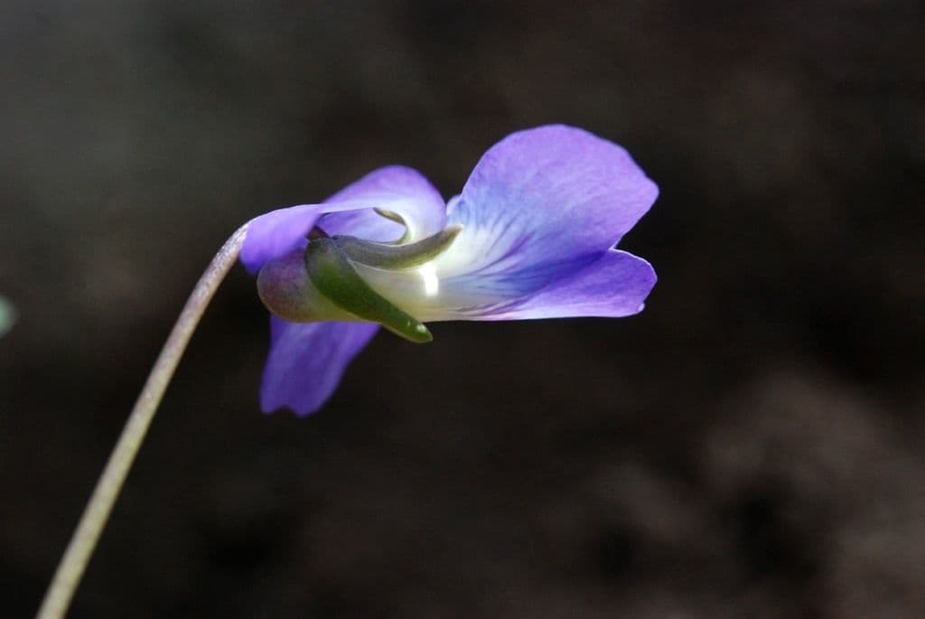 Viola precoce blu 4