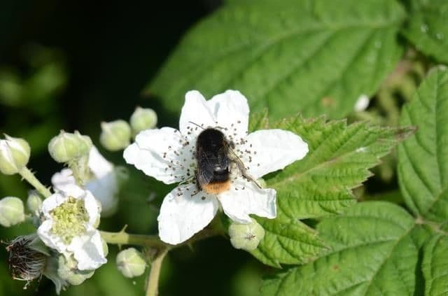 Rubus wahlbergii 2