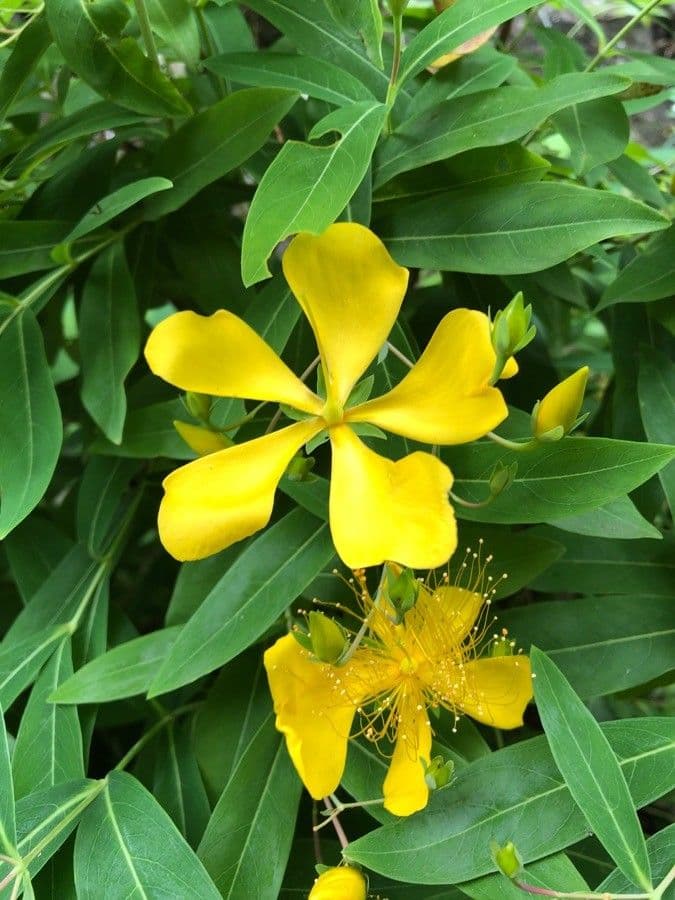 Millepertuis ascyron 7