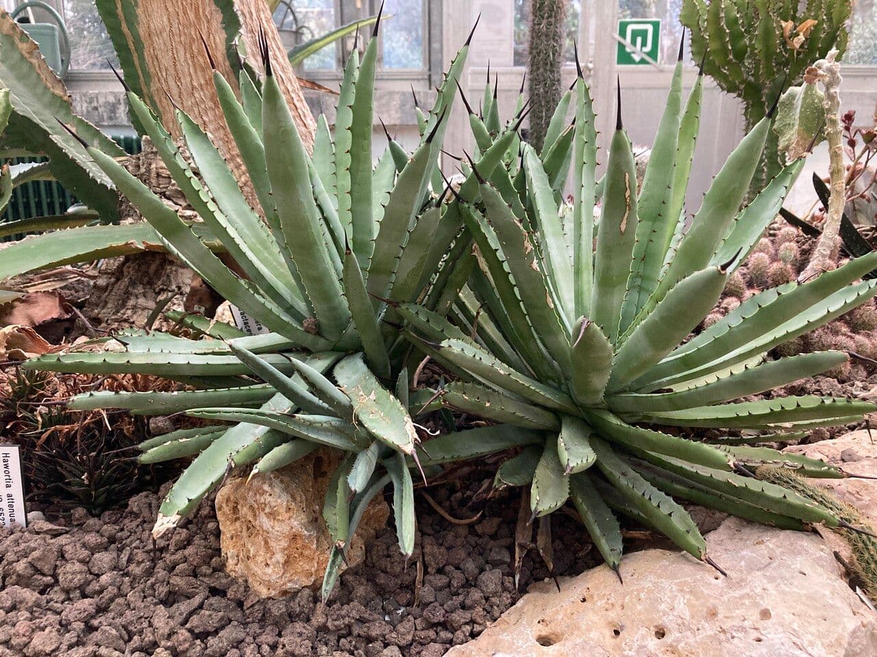 Agave 9