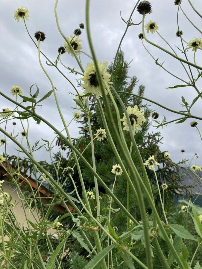 Giant-scabious 11