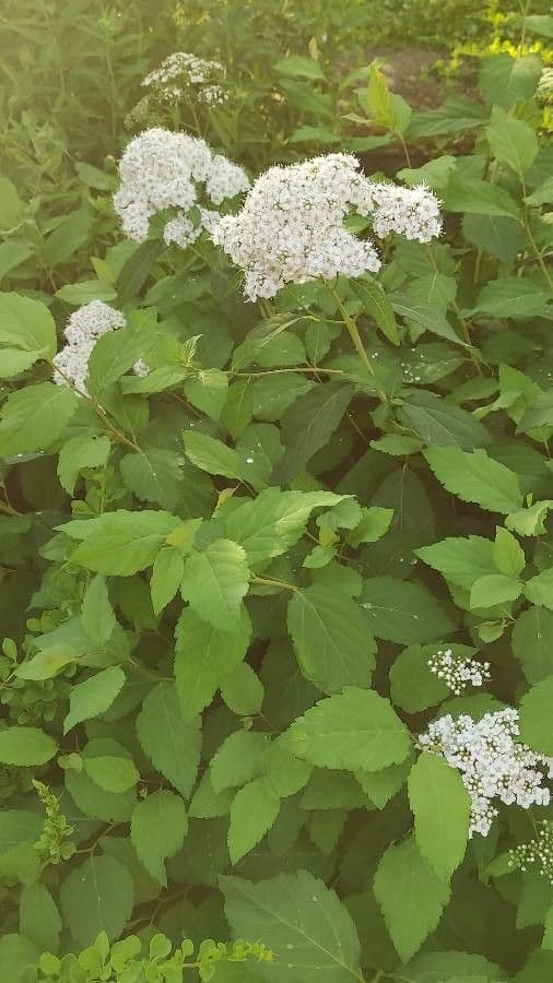 Spiraea media 6