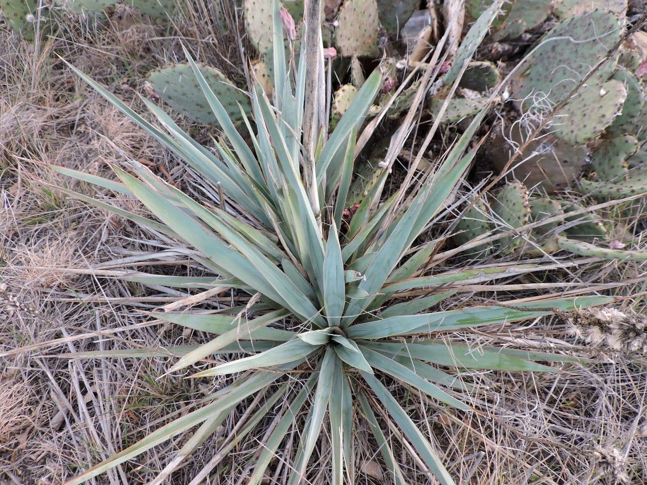 Yuca pallida 10