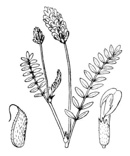 Astragalus 21