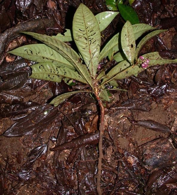 Hymenandra 5