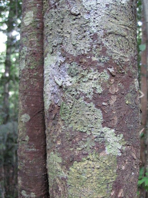 Schomburgks Bartträger 9