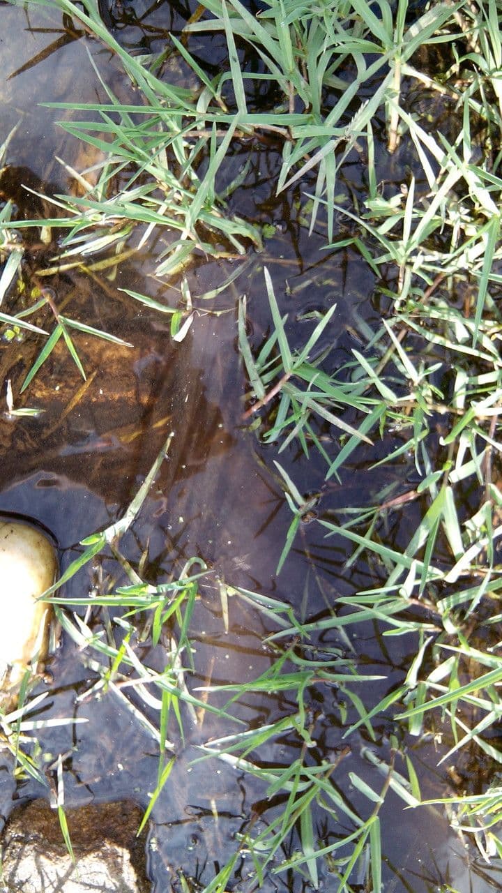 Panico acquatico 14