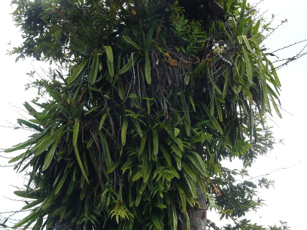 Angraecum eburneum 9