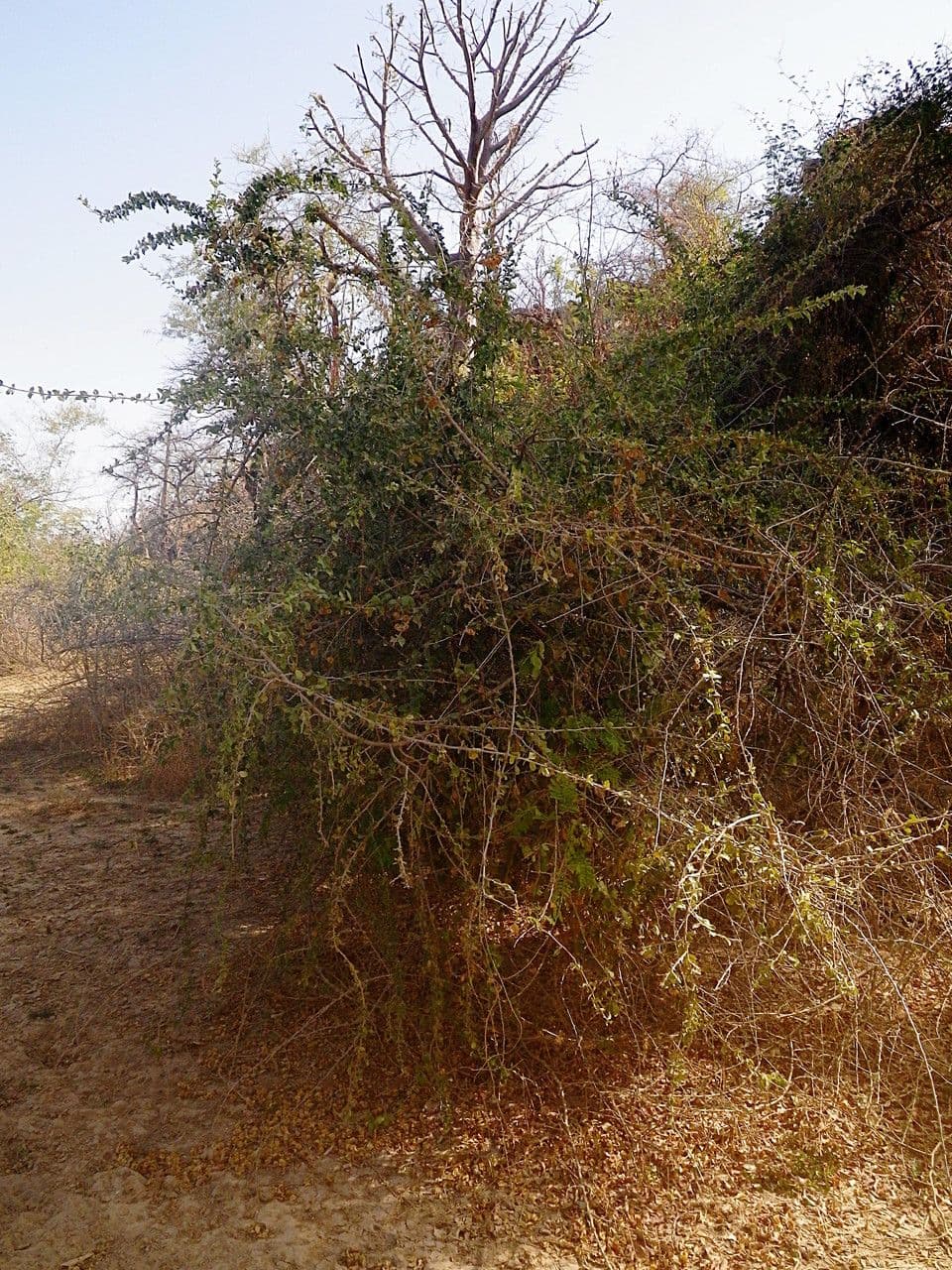 Combretum 11