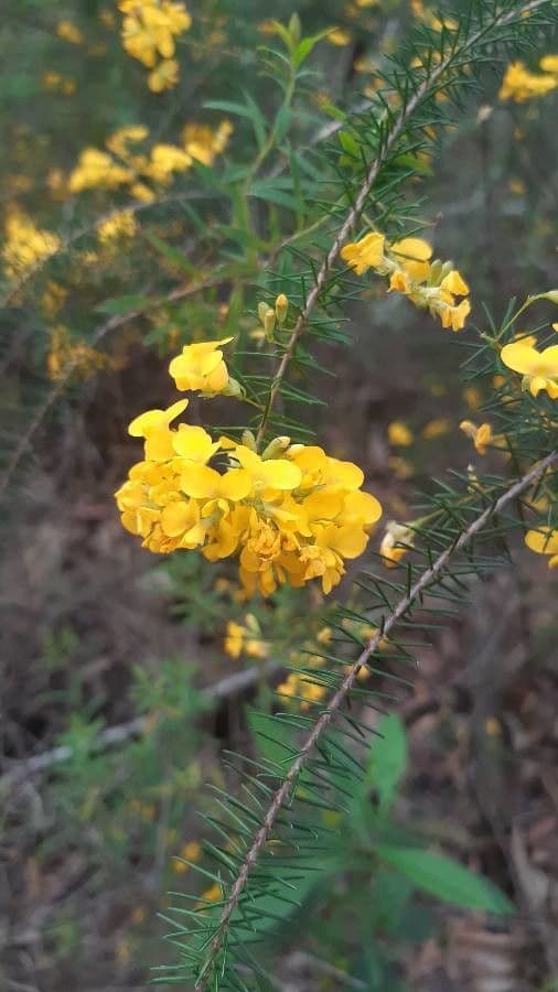 Pultenaea