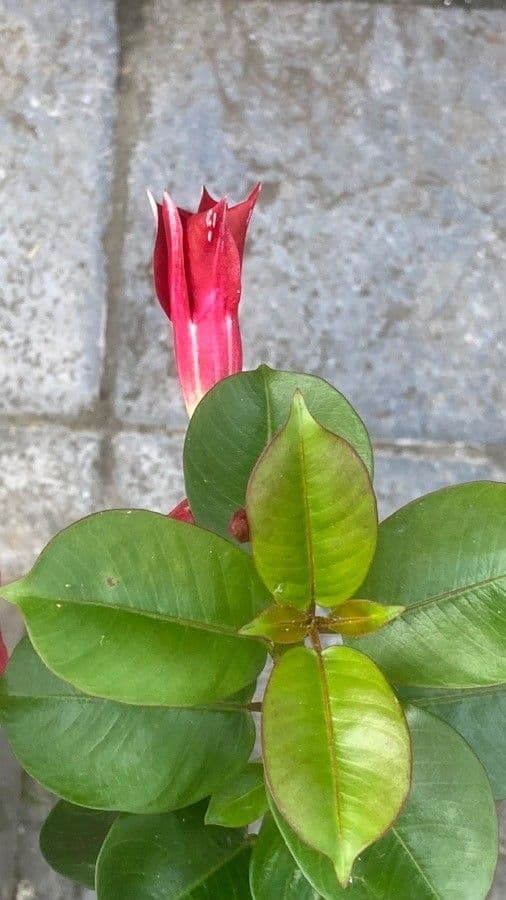 Mandevilla 5