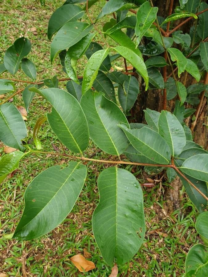 Syzygium 2